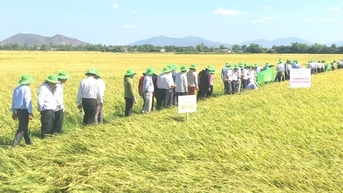 ‘Ngôi sao hợp tác xã’ Phước Hưng