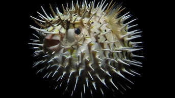 Khám phá khả năng tự vệ độc đáo của cá nóc nhím chấm đen