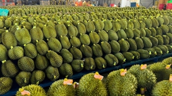 ឧស្សាហកម្ម​ទុរេន​ Dak Lak សម្រេច​បាន​ប្រាក់​ចំណូល​ប្រមាណ ១,១ ពាន់​លាន​ដុល្លារ