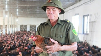 ប្រជាជន Gia Loc ផ្លាស់ប្តូរជីវិតរបស់ពួកគេដោយសារការចិញ្ចឹមមាន់ប្រយុទ្ធកូនកាត់