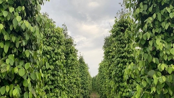 តម្លៃម្រេចថ្ងៃនេះ ២០ វិច្ឆិកា ២០២៥ មានស្ថិរភាព បារម្ភពីគុណភាពម្រេចដំណាំបន្ទាប់