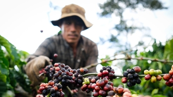 តម្លៃកាហ្វេថ្ងៃនេះ ថ្ងៃទី 20 ខែវិច្ឆិកា ឆ្នាំ 2025 បានកើនឡើងយ៉ាងខ្លាំងនៅតំបន់ Central Highlands ទោះបីជាតម្លៃពិភពលោកធ្លាក់ចុះយ៉ាងខ្លាំងក៏ដោយ។