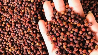 Giá tiêu hôm nay 20/11/2025 duy trì ổn định