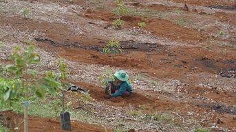 Tăng diện tích cây trồng giá trị cao
