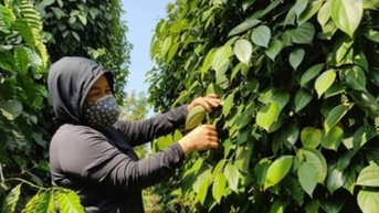 Giá tiêu hôm nay 20/11/2025: Neo ở mức cao