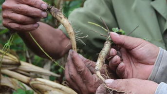 Các tỉnh miền núi phía Bắc chuyển dịch cơ cấu, đưa dược liệu chịu lạnh thành sinh kế bền vững