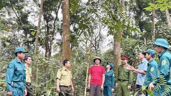 ដាំឱសថក្រោមគុម្ពោតព្រៃ