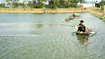Cá nâu, đối tượng nuôi triển vọng