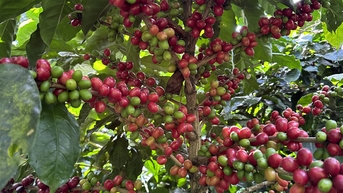 តម្លៃកាហ្វេថ្ងៃនេះ ថ្ងៃទី 20 ខែវិច្ឆិកា៖ តម្លៃបានធ្លាក់ចុះយ៉ាងខ្លាំងដោយសារតែការព្យាករណ៍ទឹកភ្លៀងនៅក្នុងប្រទេសប្រេស៊ីល