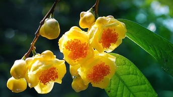 Nông dân 'đổi đời' nhờ cây trà hoa vàng