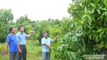 Liên kết phát triển trên những cánh đồng giảm nghèo ở An Giang