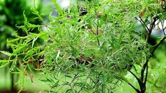 តើអ្នកដឹងពីការប្រើប្រាស់ចានដែលធ្វើពីស្លឹក Polyscias fruticosa ដែលត្រូវបានគេចាត់ទុកថាជា 'យិនស៊ិន' របស់ជនក្រីក្រទេ?