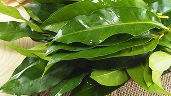 Nên dùng lá vối tươi hay khô là tốt nhất?