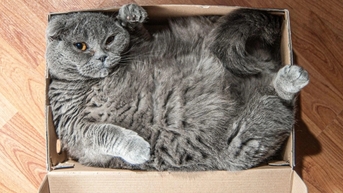 Vì sao mèo bị ám ảnh bởi hộp các tông? Thuyết tiến hóa có thể giải đáp