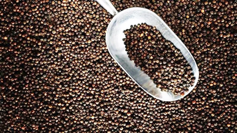 Xuất khẩu hạt tiêu của Việt Nam lập kỷ lục mới sau 10 tháng