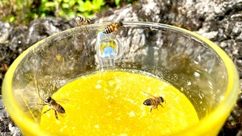 Mùa con ong đi lấy mật trên Cao nguyên đá