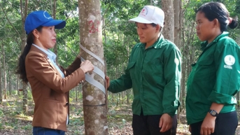 Giá cao su hôm nay 20/11/2025: Thị trường Nhật Bản tiếp tục tăng