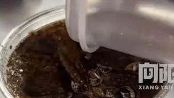 Cà phê rắc bột gián bất ngờ gây sốt, giới trẻ tò mò uống thử