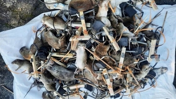 ទីក្រុងហាណូយអនុវត្តផែនការសម្លាប់សត្វកណ្ដុរជាង 5 លានក្បាលក្នុងមួយឆ្នាំ