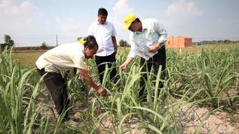 ស្ទាត់​ជំនាញ​ដើម្បី​កាត់​បន្ថយ​ភាព​ក្រីក្រ៖ [មេរៀន​ទី ៤] អំពៅ​វិល​មក​រក​ភាព​រុងរឿង​វិញ។