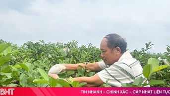 ពី​សេដ្ឋកិច្ច​សួន​គ្រួសារ​ទៅ​ជា​តំបន់​លំនៅឋាន​គំរូ – ដំណើរ​ផ្លាស់ប្តូរ​ទីជនបទ Dong Loc