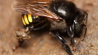 Siêu lạ: Tạo ra mật ong vị sô cô la bằng công nghệ sóng siêu âm