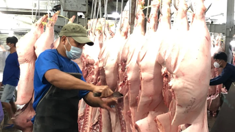 ទីក្រុងហូជីមិញនឹងសាកល្បងជាន់ជួញដូរសាច់ជ្រូកនៅខែធ្នូ