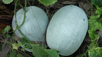 Khai thác và Phát triển Nguồn Gen Bí Nếp và Bí Thơm Sơn La