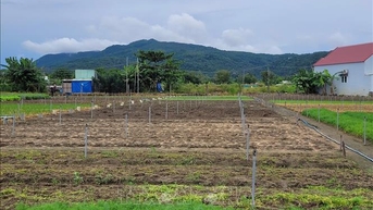 ខ្យល់ព្យុះបណ្តាលឱ្យខ្វះបន្លែ ទីក្រុងហូជីមិញបង្កើនទុនបំរុង ពង្រីកការផ្គត់ផ្គង់