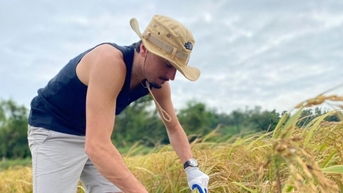 Cô Tô: Trải nghiệm mùa gặt vàng trên đảo thay vì biển xanh