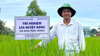 "រស់ឡើងវិញ" ពូជស្រូវឈាមនាគដ៏កម្រ