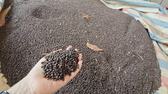 Giá tiêu hôm nay 21/11/2025: Dự báo xu hướng tăng vẫn chiếm ưu thế