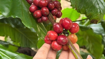 តម្លៃកាហ្វេថ្ងៃនេះ ថ្ងៃទី 21 ខែវិច្ឆិកា ឆ្នាំ 2025៖ ធ្លាក់ចុះយ៉ាងខ្លាំង