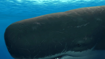 Phát hiện bất ngờ: Cá voi có ngôn ngữ riêng với âm điệu như con người