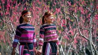 ផ្កា Peach រីក​ក្នុង​អាវ​ថ្មី​ដ៏​ស្រស់​ស្អាត​នៅ​ស្រុក​ភ្នំ Binh Dinh
