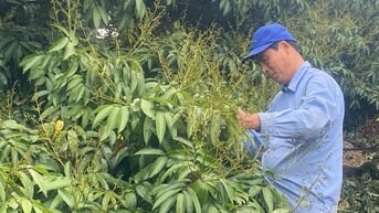 Thời tiết thuận lợi cho cây vải thiều Thanh Hà ra hoa