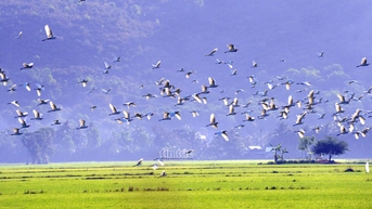 Ngắm đàn cò trắng muốt bay rợp cánh đồng vùng Bảy Núi An Giang