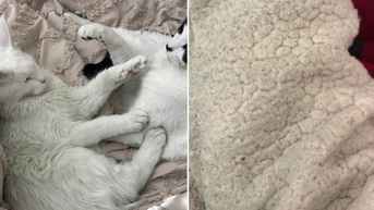 Lên mạng tìm mẹo dọn dẹp nhà cửa, vợ phát hiện người chồng ngoại tình