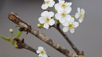 Hết Tết, người Hà Nội vẫn chi tiền triệu mua đào, lê rừng Tây Bắc