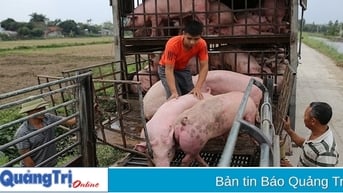 Xử lý nghiêm các trường hợp vận chuyển động vật, sản phẩm động vật không rõ nguồn gốc