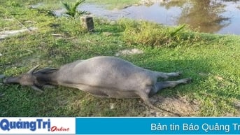 Xác định nguyên nhân trâu, bò chết là do bệnh tụ huyết trùng
