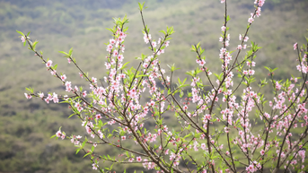 Lạng Sơn rực rỡ mùa hoa đào