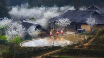 Tả Van Chư mùa mộng mơ