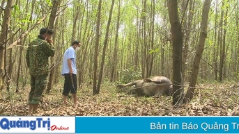 Khẩn trương triển khai các giải pháp ứng phó với tình hình trâu chết
