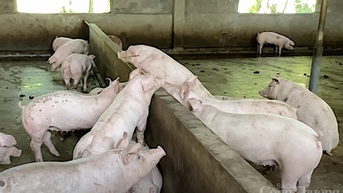 Giữ mốc cao nhất 72.000 đồng/kg