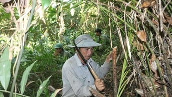 Kiếm tiền triệu mỗi ngày nhờ săn "lộc trời" đầu xuân