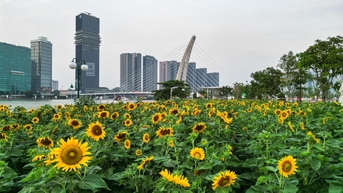 Săn ảnh ở cánh đồng hoa hướng dương 'view triệu đô' tại TP.HCM
