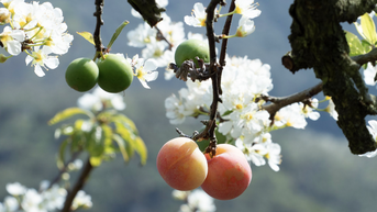 ផ្កា​ផ្លែ​ព្រូន​រីក​ពណ៌​ស​នៅ Moc Chau ប្រជាជន​សម្រុក​ទៅ Moc Chau ដើម្បី​សរសើរ