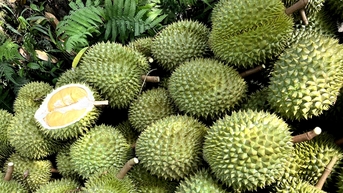 Trung Quốc vung 7 tỷ USD mua sầu riêng, DN làm 'chuệch choạc' phải chỉnh ngay