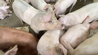 Giá heo hơi hôm nay 11/2/2025: Đạt mốc 73.000 đồng/kg